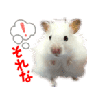 ハムスターの小麦（個別スタンプ：6）