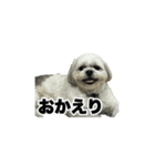 しろの使えるスタンプ（個別スタンプ：5）