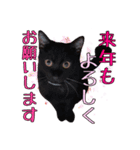 黒猫のちゃちゃくん（個別スタンプ：13）