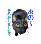 黒猫のちゃちゃくん（個別スタンプ：31）