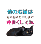 黒猫のちゃちゃくん（個別スタンプ：39）