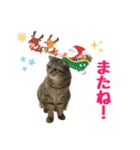 モカとビスのご機嫌な毎日 X'mas ＆お正月（個別スタンプ：3）