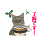 モカとビスのご機嫌な毎日 X'mas ＆お正月（個別スタンプ：5）