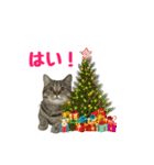 モカとビスのご機嫌な毎日 X'mas ＆お正月（個別スタンプ：6）