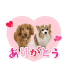 DEC【おでか犬】愛犬スタンプ第15弾（個別スタンプ：3）