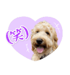 DEC【おでか犬】愛犬スタンプ第15弾（個別スタンプ：8）