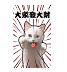 猫の新年の楽しみ超面白い春祭り 2（個別スタンプ：5）