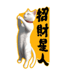 猫の新年の楽しみ超面白い春祭り 2（個別スタンプ：6）