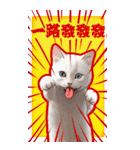 猫の新年の楽しみ超面白い春祭り 2（個別スタンプ：23）