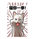 猫の新年の楽しみ超面白い春祭り 2（個別スタンプ：38）