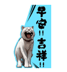 猫の新年の楽しみ超面白い春祭り 2（個別スタンプ：39）