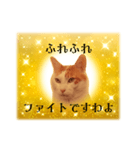 上品お猫さんのやさしさ溢れる日常会話（個別スタンプ：1）
