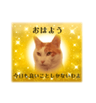 上品お猫さんのやさしさ溢れる日常会話（個別スタンプ：2）