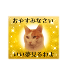 上品お猫さんのやさしさ溢れる日常会話（個別スタンプ：3）