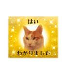 上品お猫さんのやさしさ溢れる日常会話（個別スタンプ：4）