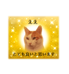 上品お猫さんのやさしさ溢れる日常会話（個別スタンプ：5）