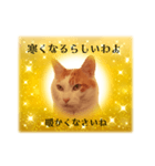 上品お猫さんのやさしさ溢れる日常会話（個別スタンプ：6）