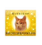 上品お猫さんのやさしさ溢れる日常会話（個別スタンプ：7）