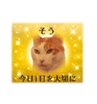 上品お猫さんのやさしさ溢れる日常会話（個別スタンプ：8）