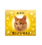 上品お猫さんのやさしさ溢れる日常会話（個別スタンプ：10）