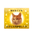 上品お猫さんのやさしさ溢れる日常会話（個別スタンプ：11）