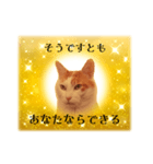上品お猫さんのやさしさ溢れる日常会話（個別スタンプ：12）