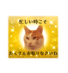 上品お猫さんのやさしさ溢れる日常会話（個別スタンプ：13）