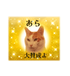 上品お猫さんのやさしさ溢れる日常会話（個別スタンプ：14）