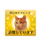 上品お猫さんのやさしさ溢れる日常会話（個別スタンプ：15）