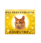 上品お猫さんのやさしさ溢れる日常会話（個別スタンプ：16）