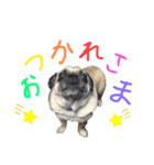 くぅちゃんがスタンプになったよ2（個別スタンプ：7）