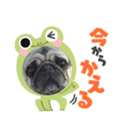 くぅちゃんがスタンプになったよ2（個別スタンプ：8）