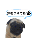 くぅちゃんがスタンプになったよ2（個別スタンプ：15）