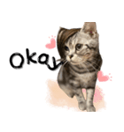 Aru's cats sticker（個別スタンプ：1）