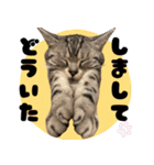 Aru's cats sticker（個別スタンプ：2）