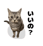 Aru's cats sticker（個別スタンプ：3）