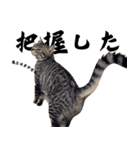 Aru's cats sticker（個別スタンプ：4）