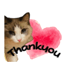 Aru's cats sticker（個別スタンプ：5）