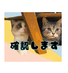 Aru's cats sticker（個別スタンプ：6）
