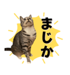 Aru's cats sticker（個別スタンプ：7）