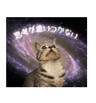Aru's cats sticker（個別スタンプ：8）