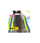 愛犬チワワの内蔵助のスタンプ（個別スタンプ：8）