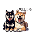 ドット絵 なかよし 柴犬 黒柴 40種（個別スタンプ：1）