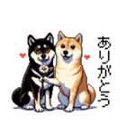 ドット絵 なかよし 柴犬 黒柴 40種（個別スタンプ：3）