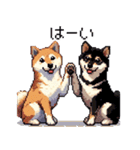 ドット絵 なかよし 柴犬 黒柴 40種（個別スタンプ：9）