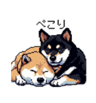 ドット絵 なかよし 柴犬 黒柴 40種（個別スタンプ：10）