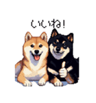 ドット絵 なかよし 柴犬 黒柴 40種（個別スタンプ：11）