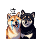 ドット絵 なかよし 柴犬 黒柴 40種（個別スタンプ：12）