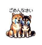 ドット絵 なかよし 柴犬 黒柴 40種（個別スタンプ：14）