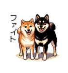 ドット絵 なかよし 柴犬 黒柴 40種（個別スタンプ：15）